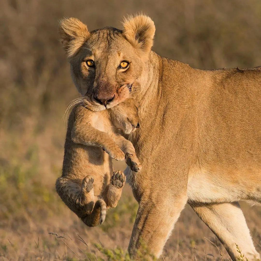 7-дневное палаточное сафари